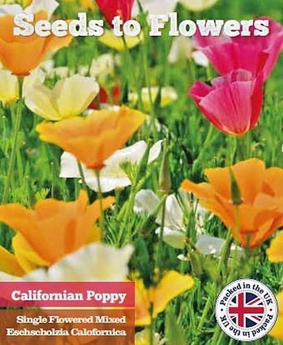 Californian poppy - californian,