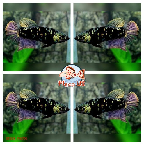 Live betta fish hmpk black - hmpk,