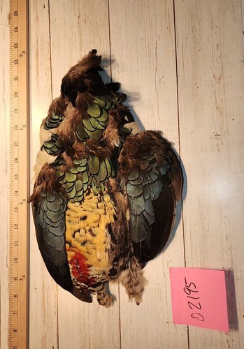 Lady amherst pheasant pelt - amherst,
