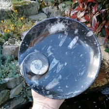 Polished Marble Goniatite Orthoceras Fossil Bowl  Dish- Devonian - Morocco 220mm