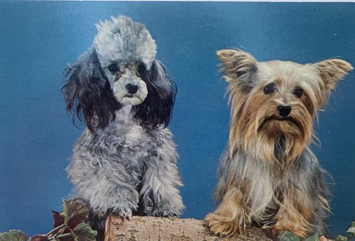 Toy poodle yorkshire terrier - &,