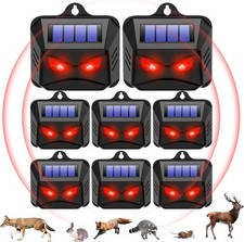 Solar predator eyes animal - predator,