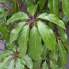 Schefflera amate|Umbrella Tree|Plug plant