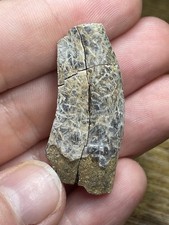 XL 1.63” Nanotyrannus Tooth Hell Creek Formation SD Dinosaur Fossil T Rex