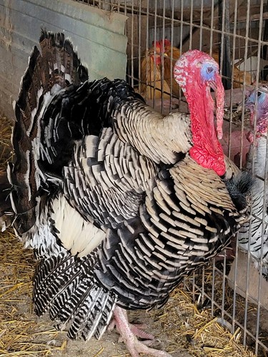 Turkey fertile hatching eggs - fertile,