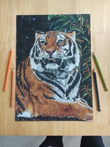 Tiger giclée art prints - giclée,