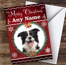 Border Collie Dog Traditional