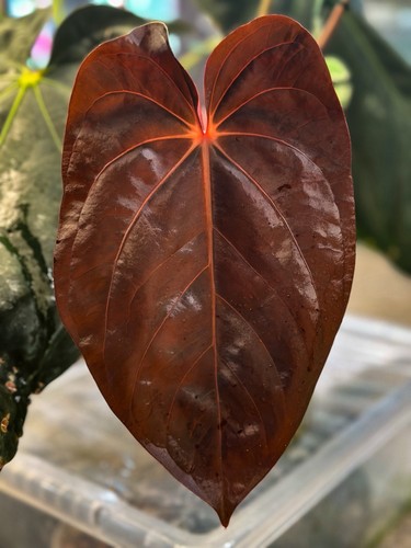 Anthurium carlablackiae x - anthurium,