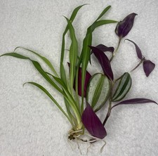 1 Spider Plant ,+ TradescendiaZebrina 12 -15cm,rooted,air purifying,,gift