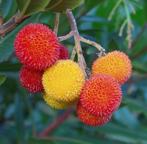 Strawberry tree arbutus - -,