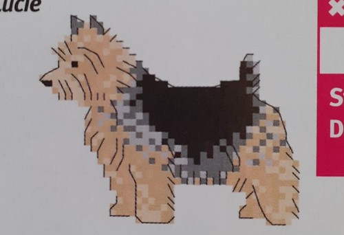 Norwich terrier mini cross - terrier,,
