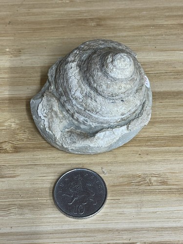 Fossil specimen pleurotomaria - fossil, specimen,