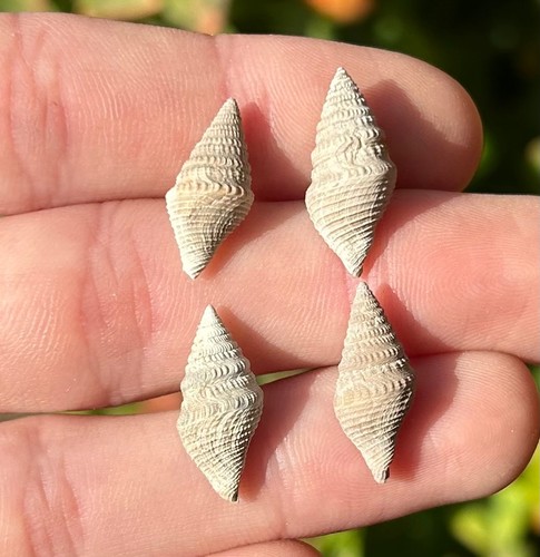 Fossil gastropods lot - uk,