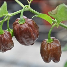 3x Habanero Chocolate Chilli