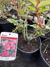 POTTED ROSE 'OPEN ARMS'