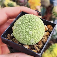 3CM Succulent Cactus Plant