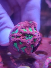 War Devil Brew Favia coral