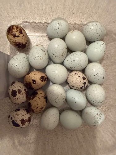Quail eggs coturnix celadon - coturnix,