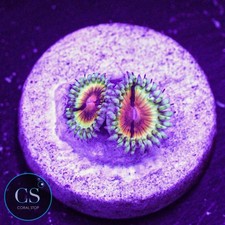 Bloodshot zoa wysiwyg - cs,