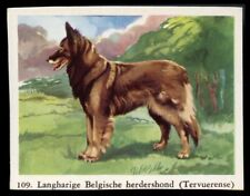 BELGIAN SHEPHERD DOG TERVUEREN Full Speed Cigarette Card - Dutch c. 1954