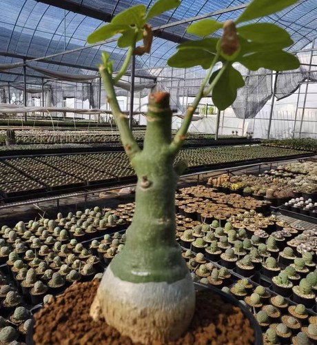 Adenia glauca seedgrown