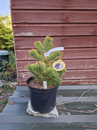 Pinus mugo laarr heide - mugo,