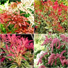 [x4] Pieris Japonica