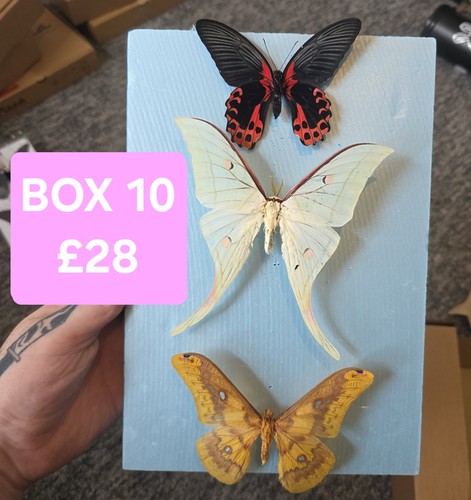Starter box 10 - box, #10