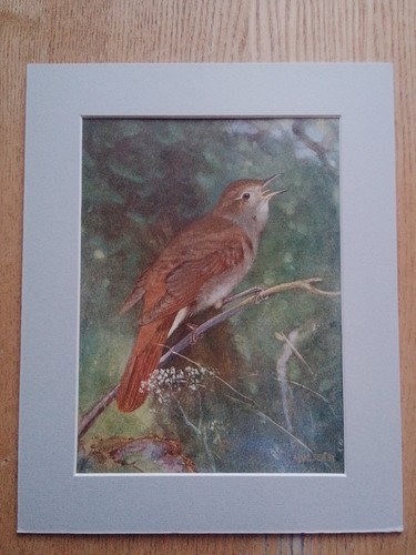 Nightingale w seaby - nightingale,