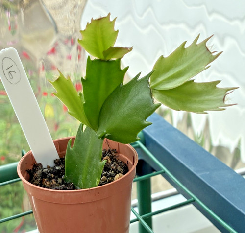 Schlumbergera truncata well - truncata,