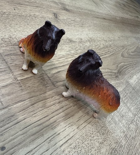 Shetland sheepdog or - sheepdog,