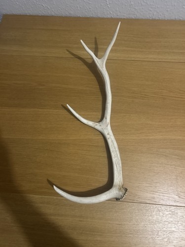 Red deer stag antler horn - deer, from