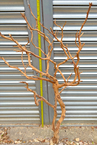 Large manzanita driftwood - driftwood,