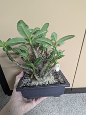 Adenium Arabicum Black