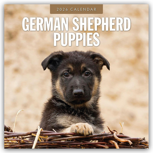 German shepherd puppies 2026 - german,