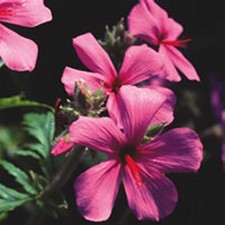 10 HARDY GERANIUM 'PALMATUM MEDIUM PLUG PLANTS