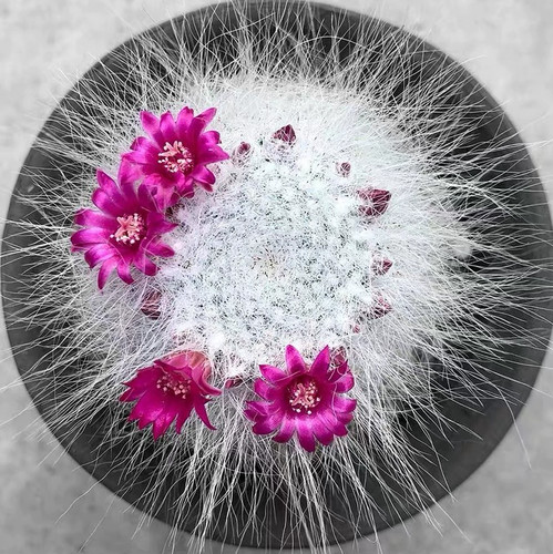 Raresucculent plant - raresucculent,