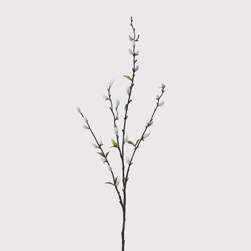 Natural pussy willow - natural,