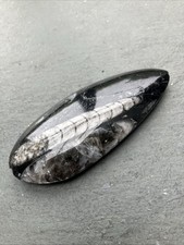 Fossilised orthoceras - fossilised,
