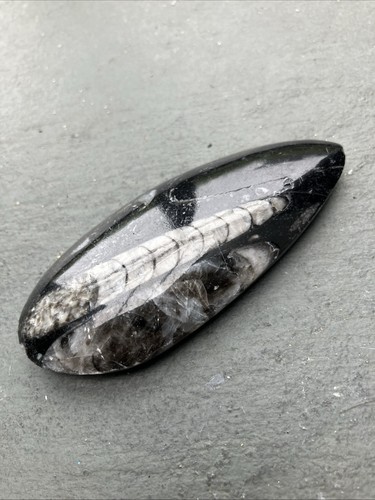 Fossilised orthoceras - fossilised,