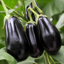 Aubergine Black Beauty Plug