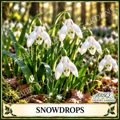 Single snowdrop bulbs - 50,