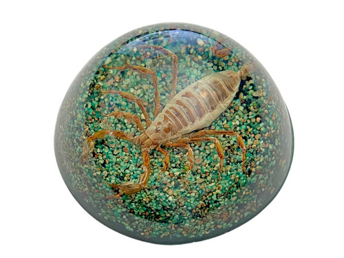 Vtg real scorpion glitter - real,