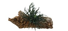 Artificial Vivarium Air Plant On Corkbark