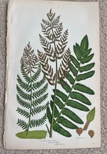 Flowering Fern Print –