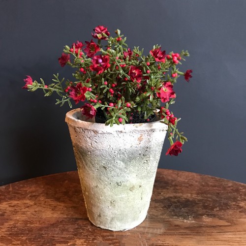 Aged white stone plant - plant, pot