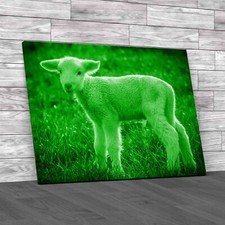 A White Suffolk Lamb Sheep Green Canvas Print Large Picture Wall Art