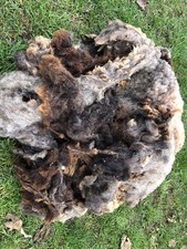 Blue Texel Ewe Whole Fleece/ Wool for Spinning, Felting, Weaving Sheep