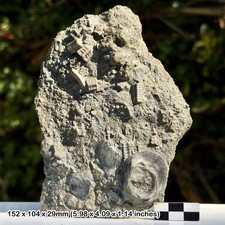 Mass Crinoid and Shell Death