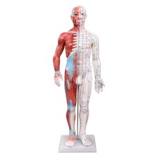 66fit™ Acupuncture and
